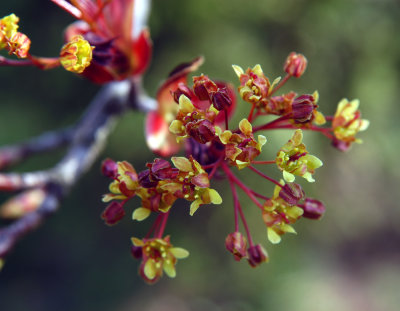 ir-200304258061_Spring.jpg