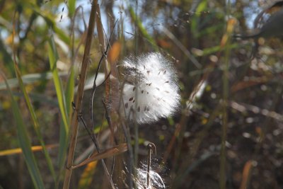 ir-2016-11-01_13-36_8342.jpg