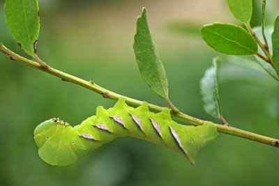 Sphinx Moth Caterpillar