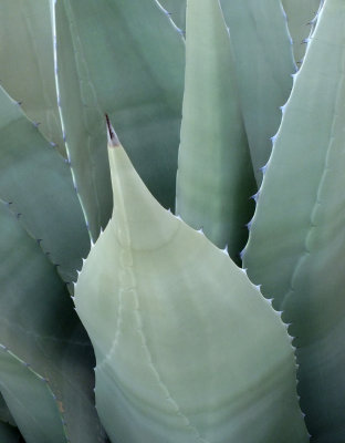 Agave 