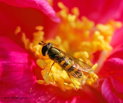 Bee Fly on Rose