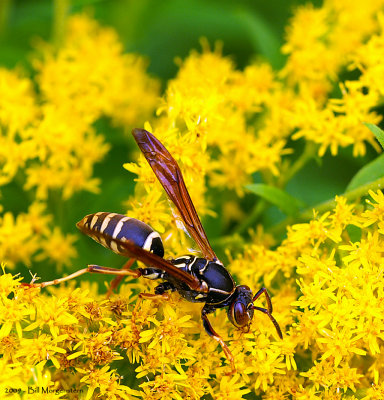 Wasp on Goldenrod 