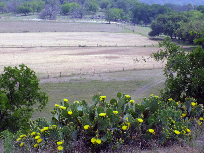 Hill Country Landscape