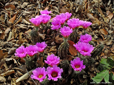 Ladyfinger Hedgehog Cactus Blooms