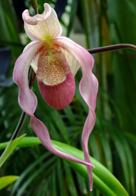 Slipper Orchid 