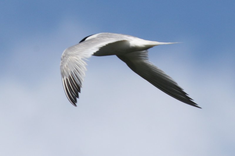 Sandwich Tern, Teller County, Colorado, 30 June 2013