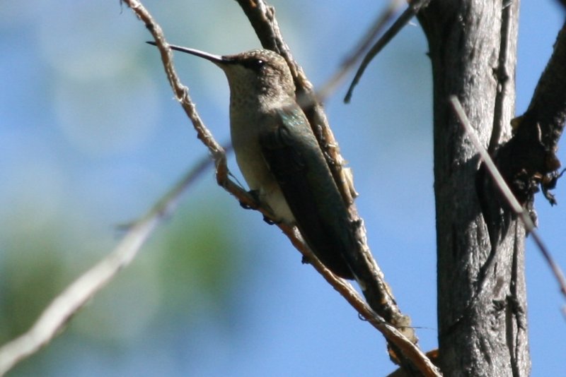 Black-chinned Hummingbird