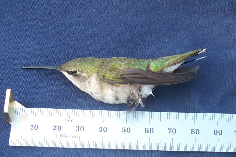 Ruby-throated Hummingbird