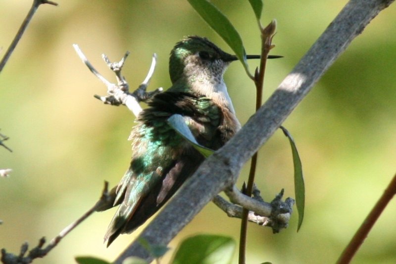 Broad-tailed Hummingbird