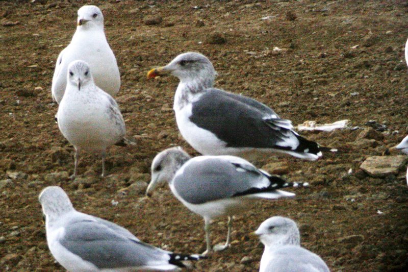 Lesser Black-backed Gull (5th-cycle), 27 November 2013, Larimer County Landfill, Colorado
