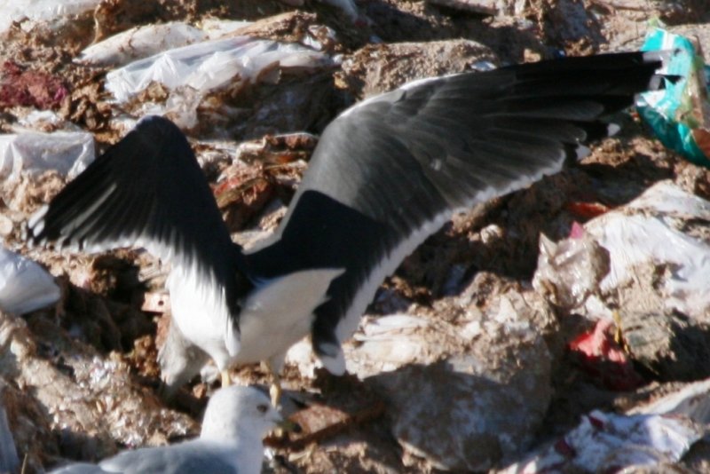 Lesser Black-backed Gull (adult basic), 1 Jan 2012, Larimer landfill, Colorado (USA)