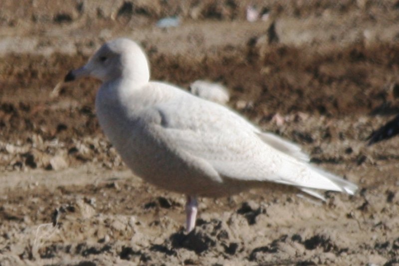 Glaucous Gulls