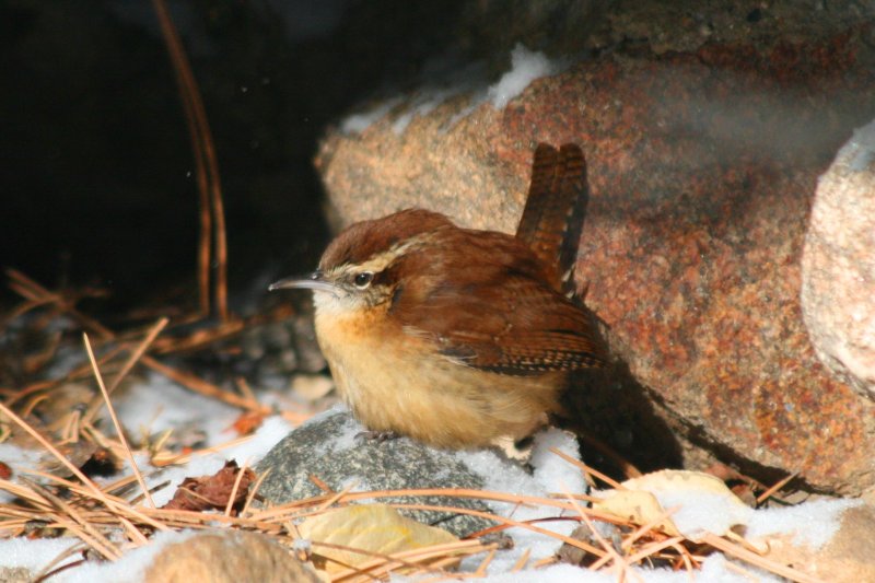 Carolina Wren