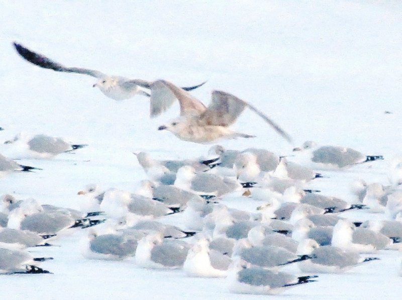 Mystery Gull AH