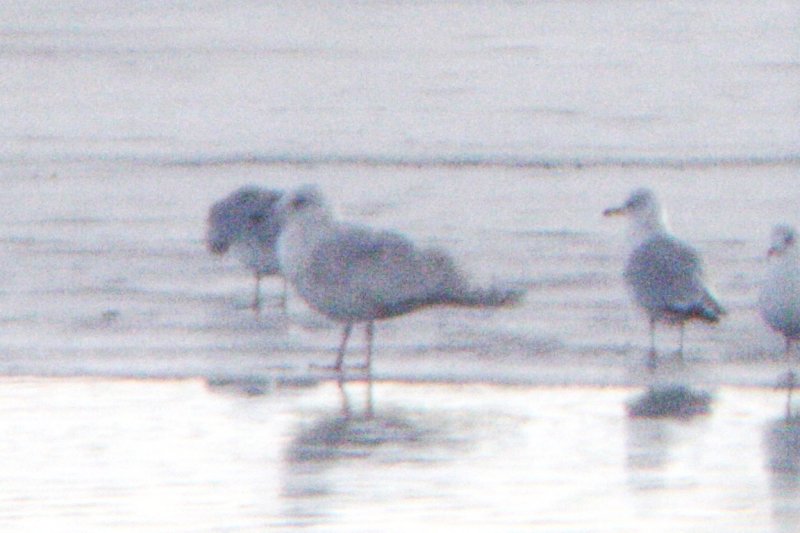 Kumlien's Gull, Aurora CO, 11 Jan 2014
