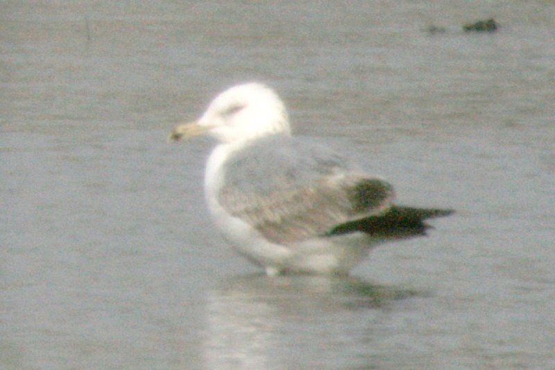 Gulls at Horseshoe Lake, 12 April 2014
