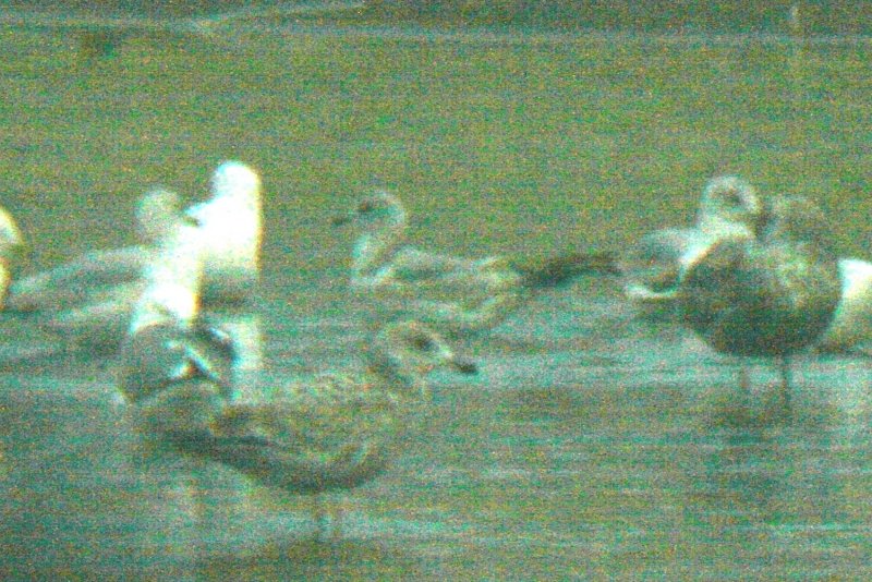 Gulls at Horseshoe Lake, 18 April 2014
