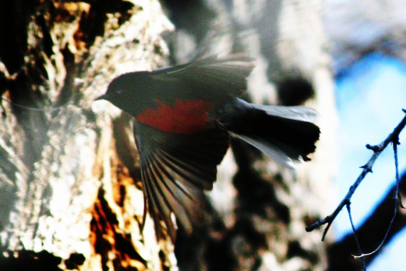 Painted Redstart, Weld County, 1 May 2014