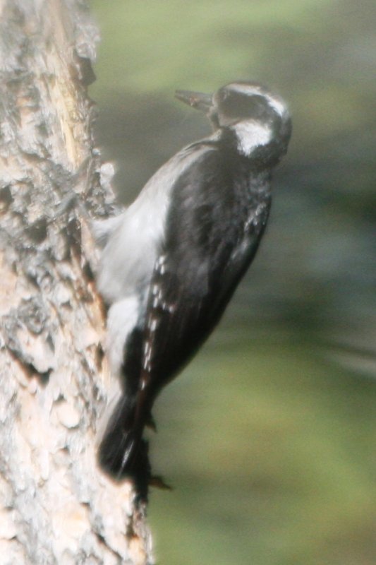 A melanistic Hairy Woodpecker, 24 June 2014, Rist Canyon CO