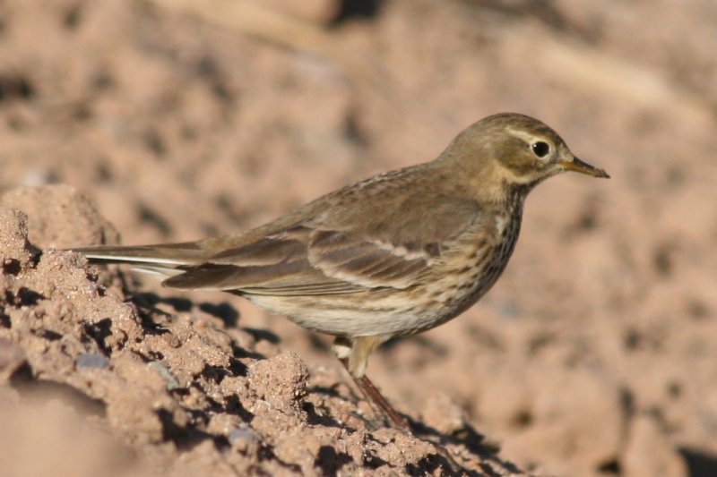 Motacillidae (Pipits)
