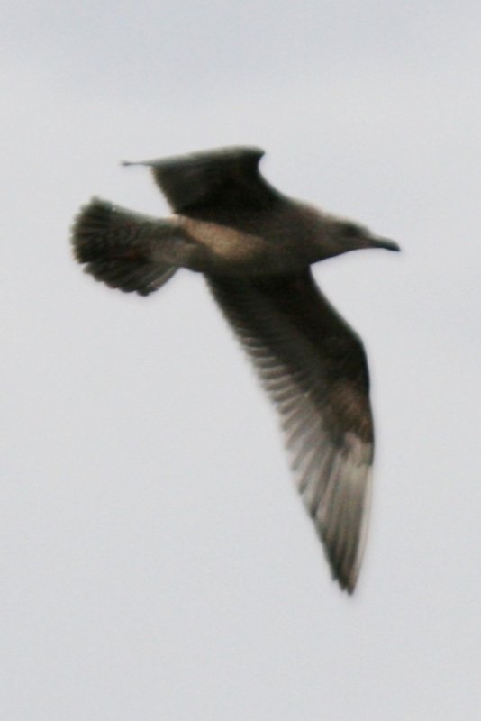 Vega Gull?