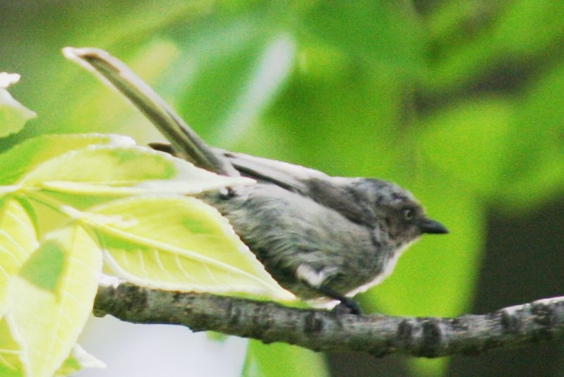 Paridae (Chickadees and allies)