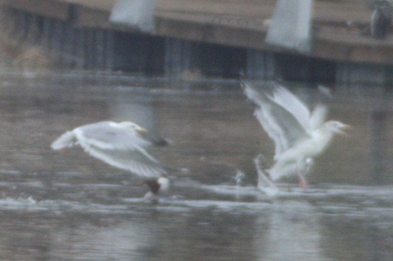 Vega (?) Gull
