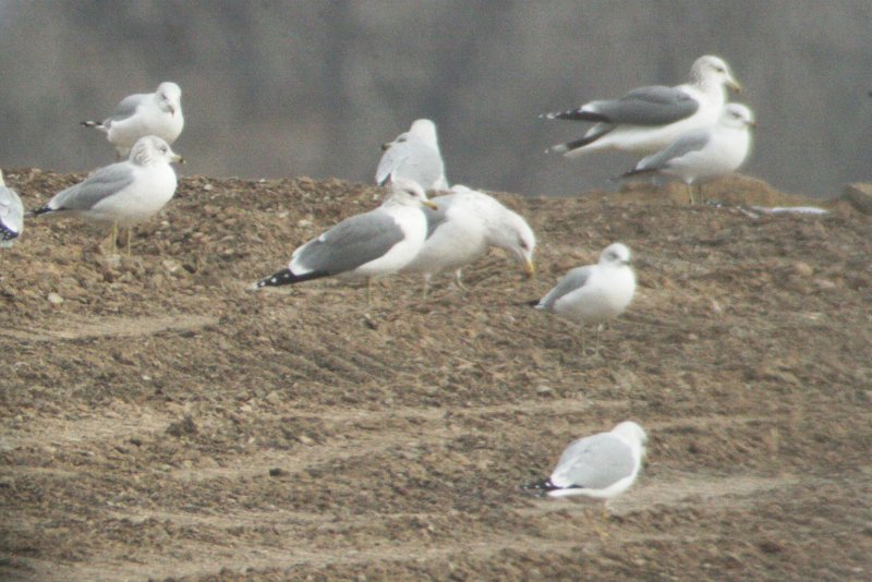 Subspecies albertaensis 6 Dec 2014 in Larimer County, Colorado