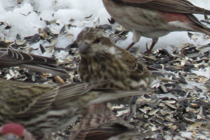 Purple Finch in Larimer County, 3 January 2015