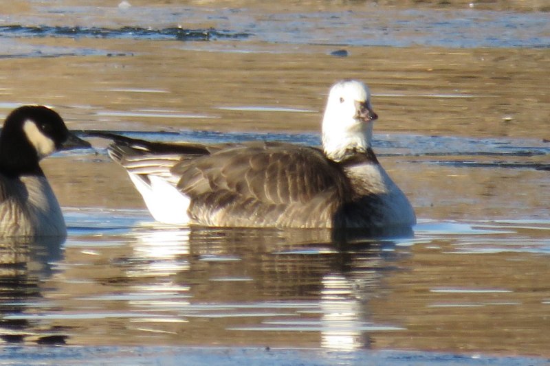 Hybrid Ross's x Cackling Goose in Larimer County, 24 Dec 2014