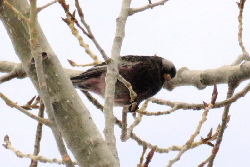 Fringillidae (Finches)