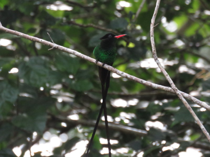 Estate House birds - Streamertail