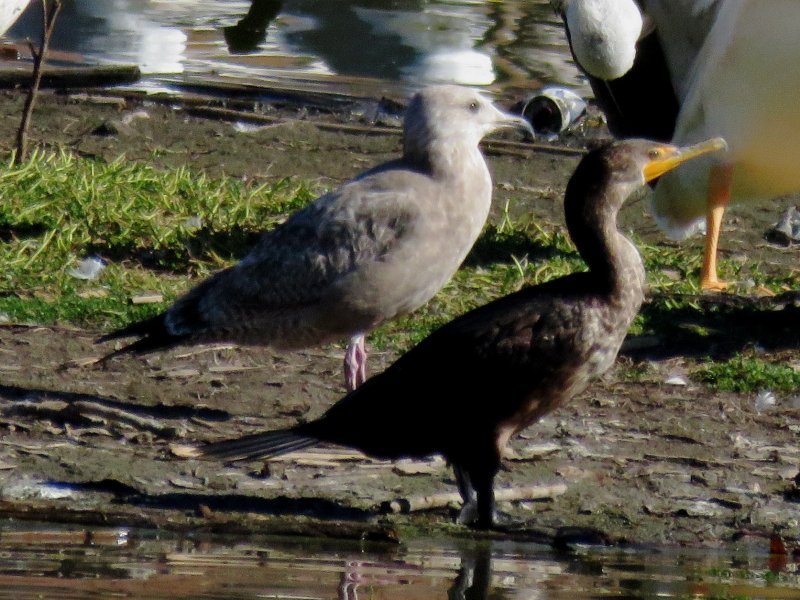Mystery Gull AL