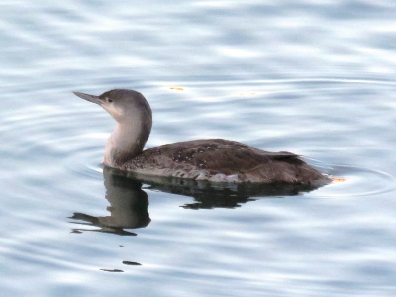 Loons and Grebes