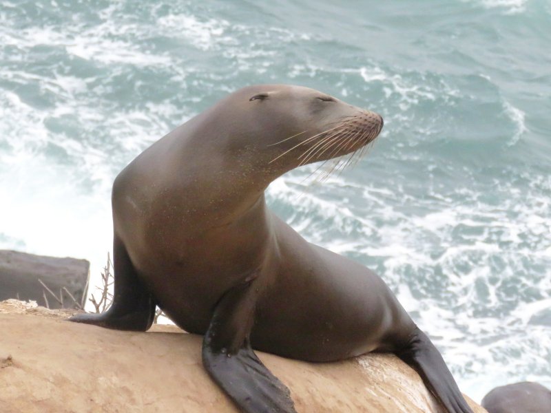 California Sea Lion (California)