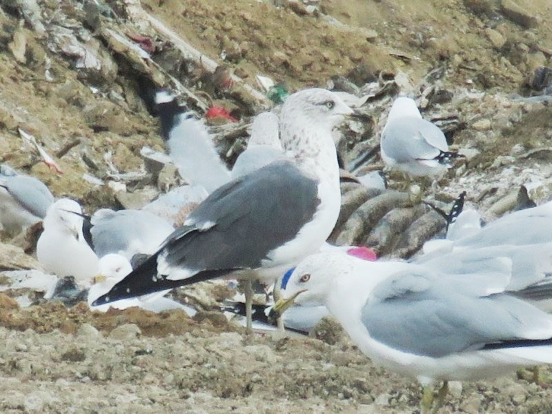 Lesser Black-backed Gull (3rd cycle)  