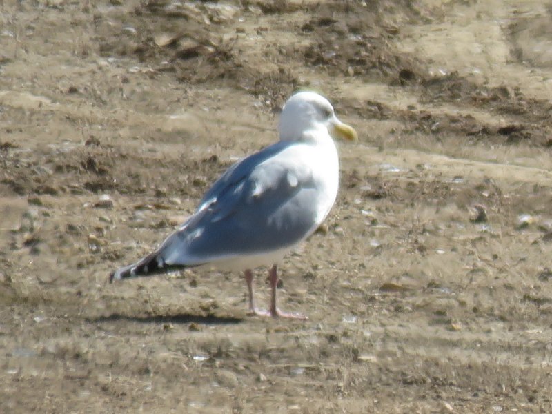 Thayers Gull adult