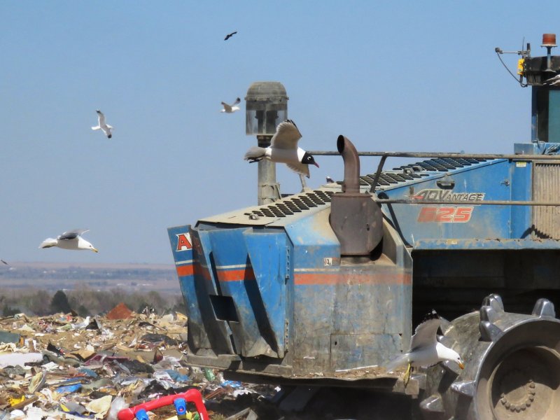 Gulls at Larimer Landfill, 4 April 2015