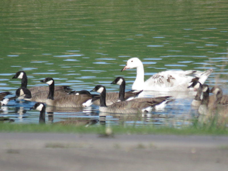 Texas Weekend, April 2015
