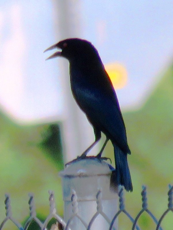 Icteridae (Blackbirds and allies)