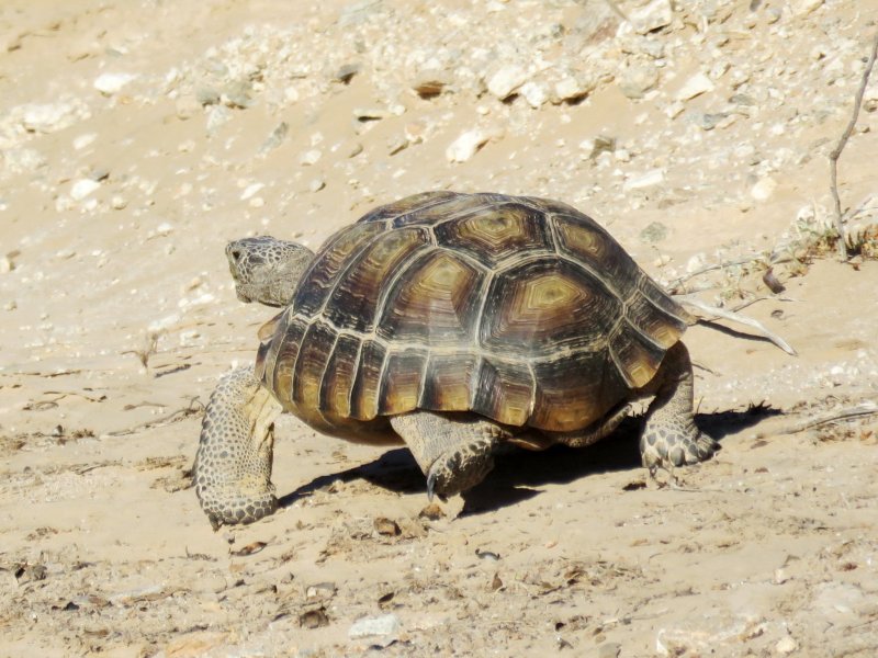 Herptiles