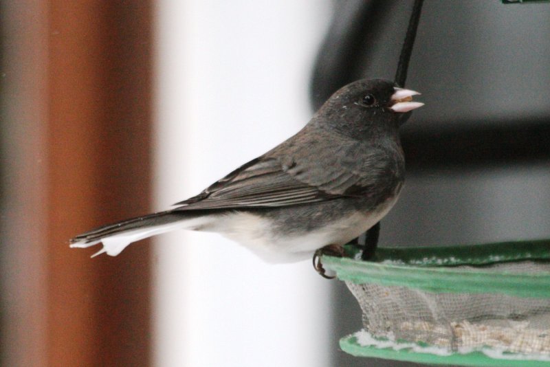 Dark-eyed Junco (Slate-colored form, male)