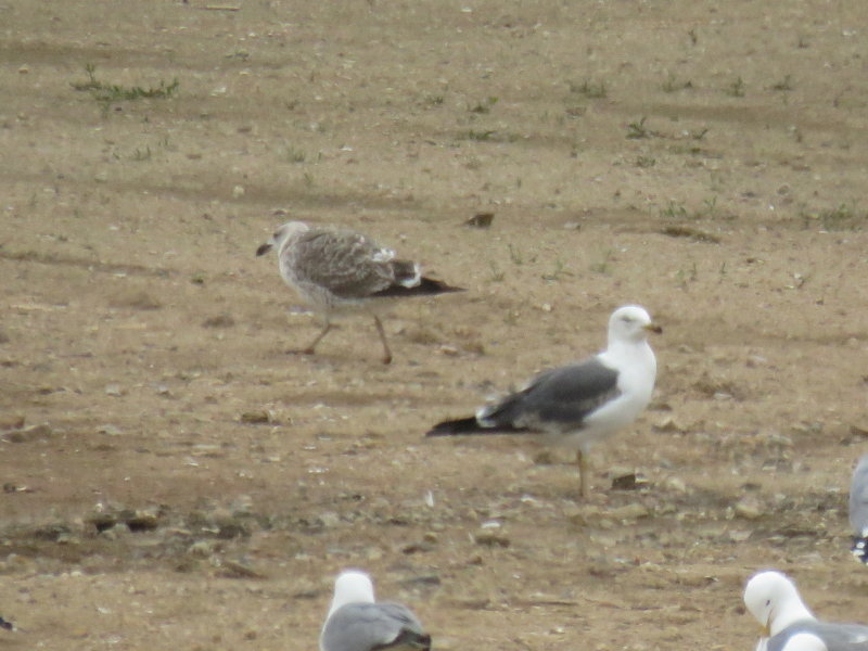 Gulls at Larimer Landfill, 16 May 2015
