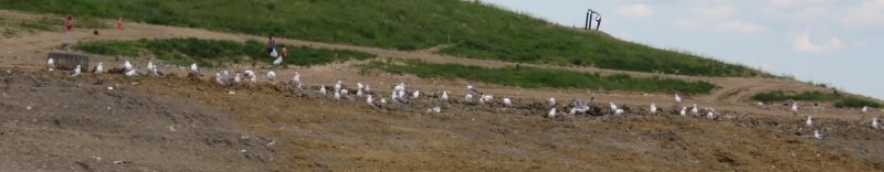 Gulls at Larimer Landfill, 13 June 2015