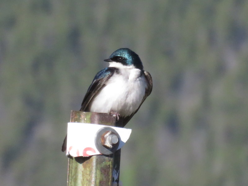 Hirundinidae (Swallows)