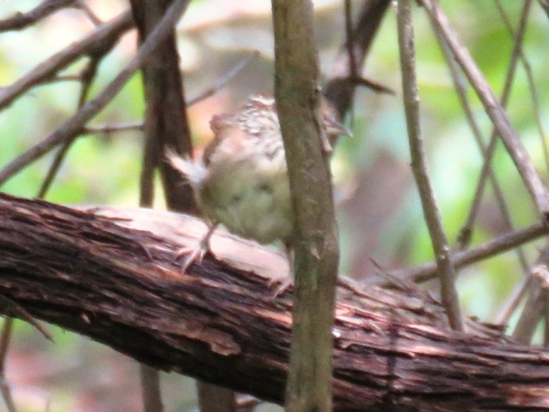 Troglodytidae (Wrens)
