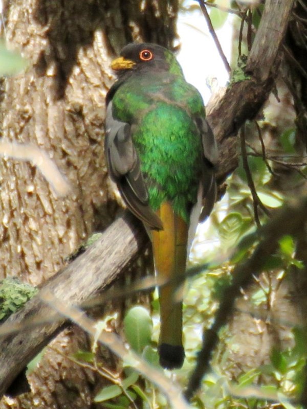Parrots and Trogons