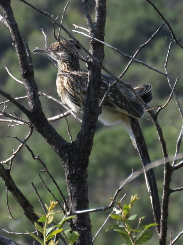 Cuckoos