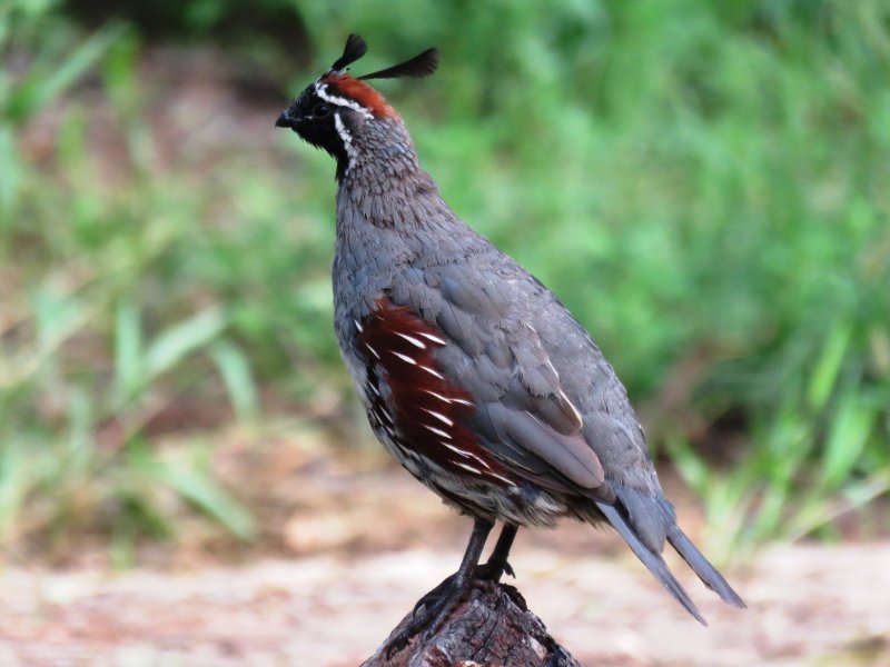 Gallinaceous Birds
