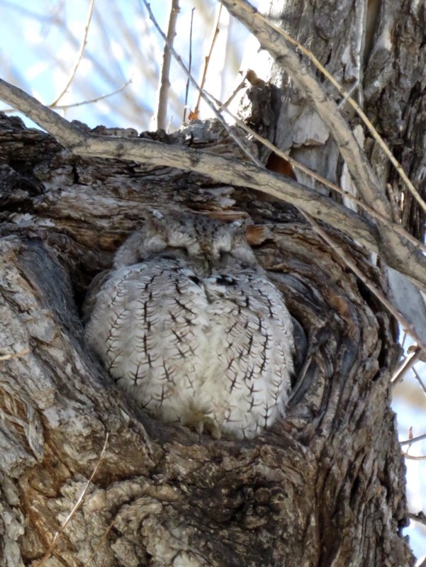 Owls